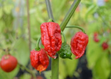 Chili "Carolina Reaper"